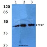 Anti-Connexin 37 (L116) Antibody from Bioworld Technology (BS3866) - Antibodies.com