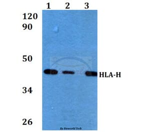 Anti-HLA-H (I104) Antibody from Bioworld Technology (BS3876) - Antibodies.com