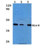 Anti-HLA-H (I104) Antibody from Bioworld Technology (BS3876) - Antibodies.com