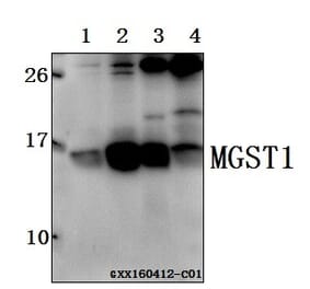 Anti-MGST1 (R74) Antibody from Bioworld Technology (BS3879) - Antibodies.com