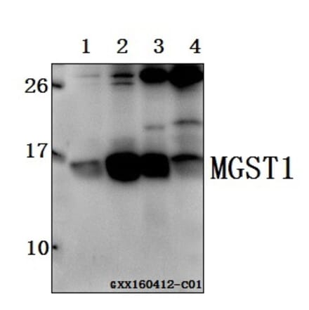 Anti-MGST1 (R74) Antibody from Bioworld Technology (BS3879) - Antibodies.com