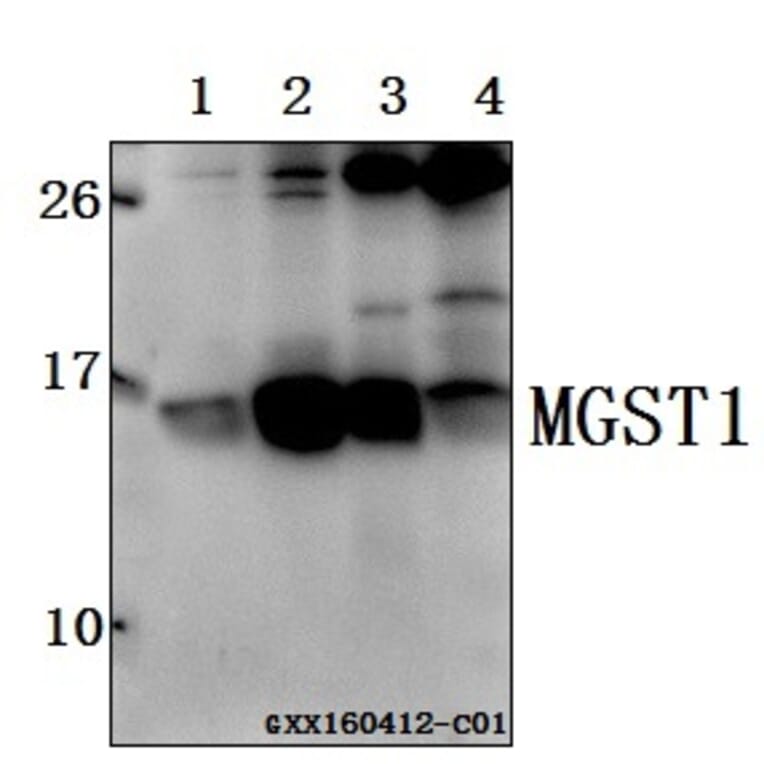 Anti-MGST1 (R74) Antibody from Bioworld Technology (BS3879) - Antibodies.com