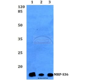 Anti-MRP-S36 (V36) Antibody from Bioworld Technology (BS3881) - Antibodies.com