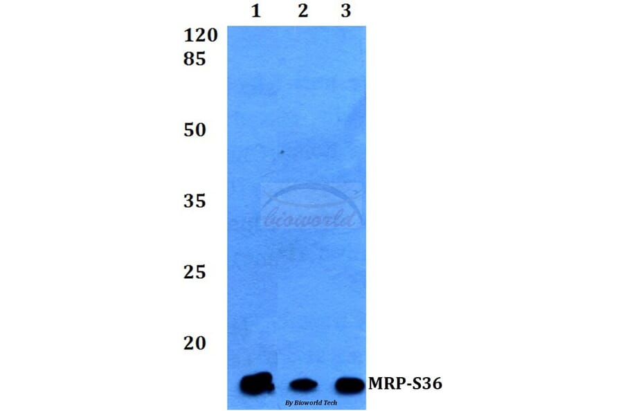 Anti-MRP-S36 (V36) Antibody from Bioworld Technology (BS3881) - Antibodies.com