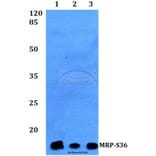 Anti-MRP-S36 (V36) Antibody from Bioworld Technology (BS3881) - Antibodies.com