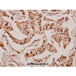 Anti-MRP-S36 (V36) Antibody from Bioworld Technology (BS3881) - Antibodies.com