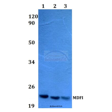 Anti-MDFI (P134) Antibody from Bioworld Technology (BS3882) - Antibodies.com