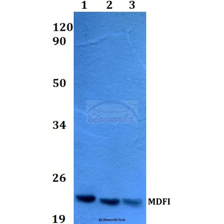 Anti-MDFI (P134) Antibody from Bioworld Technology (BS3882) - Antibodies.com