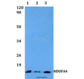 Anti-NDUFA4 (F81) Antibody from Bioworld Technology (BS3883) - Antibodies.com