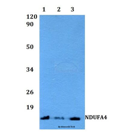Anti-NDUFA4 (F81) Antibody from Bioworld Technology (BS3883) - Antibodies.com