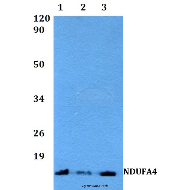Anti-NDUFA4 (F81) Antibody from Bioworld Technology (BS3883) - Antibodies.com