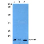 Anti-NDUFA4 (F81) Antibody from Bioworld Technology (BS3883) - Antibodies.com