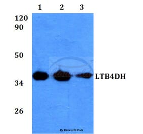 Anti-LTB4DH (L105) Antibody from Bioworld Technology (BS3885) - Antibodies.com