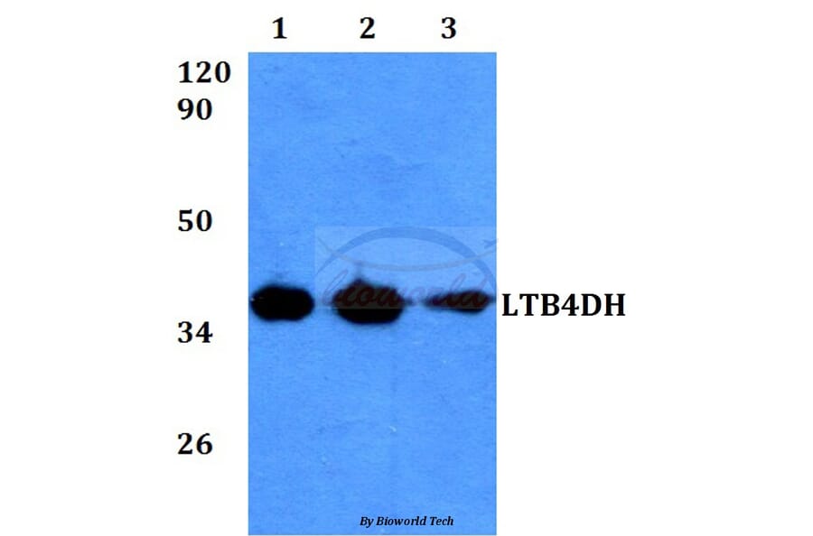 Anti-LTB4DH (L105) Antibody from Bioworld Technology (BS3885) - Antibodies.com