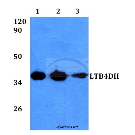 Anti-LTB4DH (L105) Antibody from Bioworld Technology (BS3885) - Antibodies.com