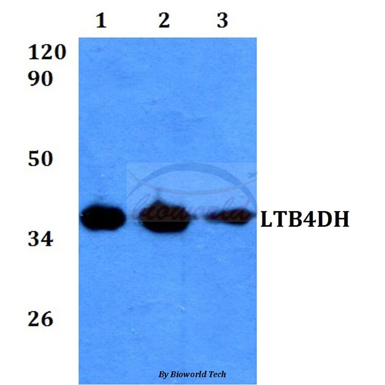 Anti-LTB4DH (L105) Antibody from Bioworld Technology (BS3885) - Antibodies.com