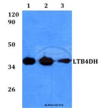 Anti-LTB4DH (L105) Antibody from Bioworld Technology (BS3885) - Antibodies.com