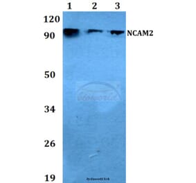 Anti-NCAM2 (L296) Antibody from Bioworld Technology (BS3889) - Antibodies.com