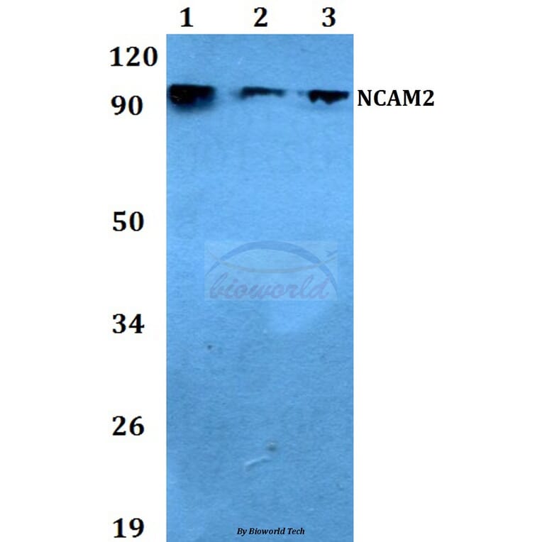 Anti-NCAM2 (L296) Antibody from Bioworld Technology (BS3889) - Antibodies.com