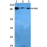 Anti-NCAM2 (L296) Antibody from Bioworld Technology (BS3889) - Antibodies.com