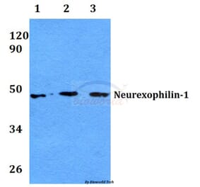Anti-Neurexophilin-1 (I109) Antibody from Bioworld Technology (BS3890) - Antibodies.com