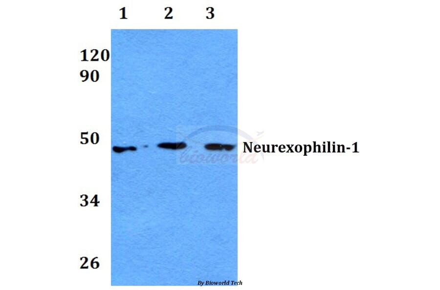 Anti-Neurexophilin-1 (I109) Antibody from Bioworld Technology (BS3890) - Antibodies.com