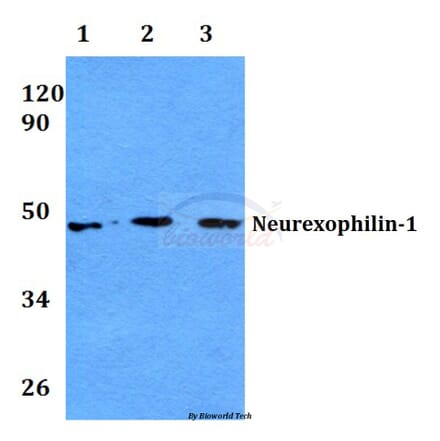 Anti-Neurexophilin-1 (I109) Antibody from Bioworld Technology (BS3890) - Antibodies.com