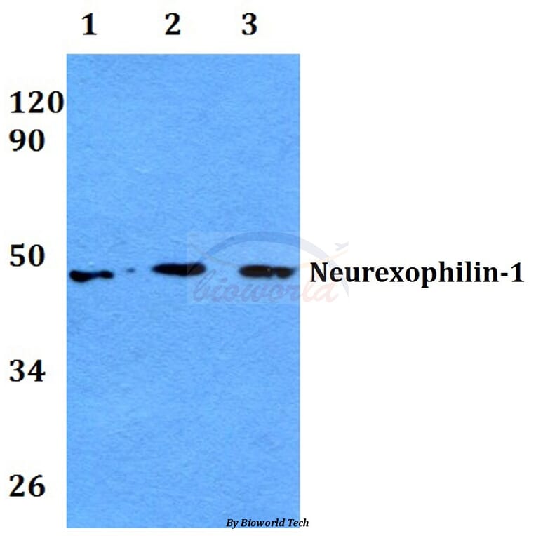 Anti-Neurexophilin-1 (I109) Antibody from Bioworld Technology (BS3890) - Antibodies.com