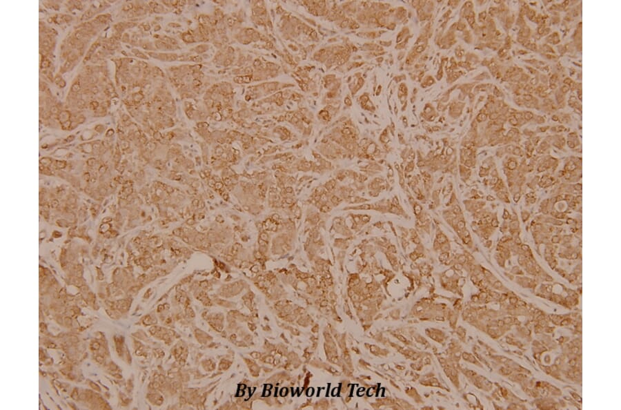 Anti-Neurexophilin-1 (I109) Antibody from Bioworld Technology (BS3890) - Antibodies.com