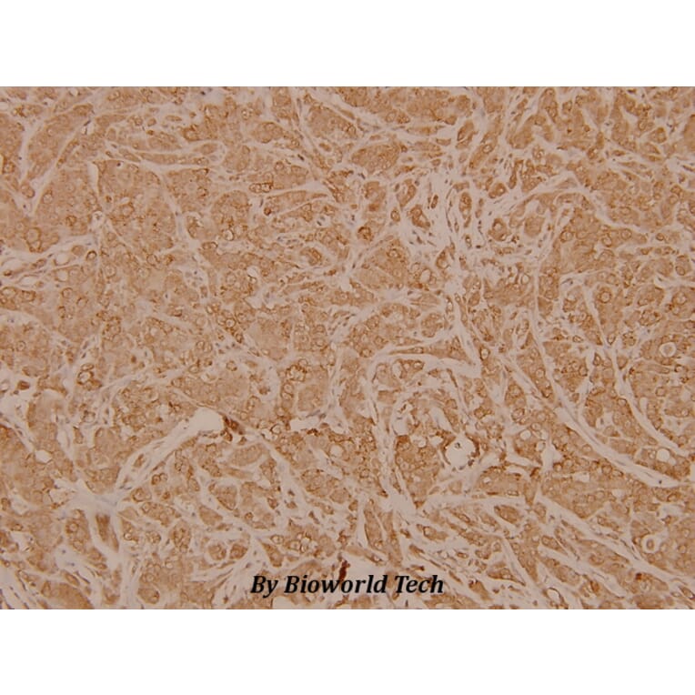 Anti-Neurexophilin-1 (I109) Antibody from Bioworld Technology (BS3890) - Antibodies.com