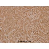 Anti-Neurexophilin-1 (I109) Antibody from Bioworld Technology (BS3890) - Antibodies.com