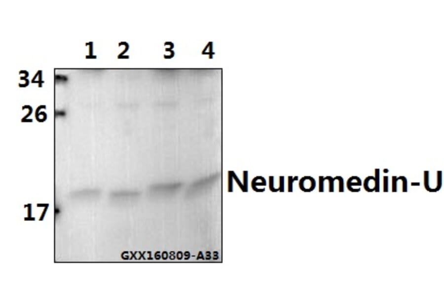 Anti-Neuromedin-U (I174) Antibody from Bioworld Technology (BS3892) - Antibodies.com