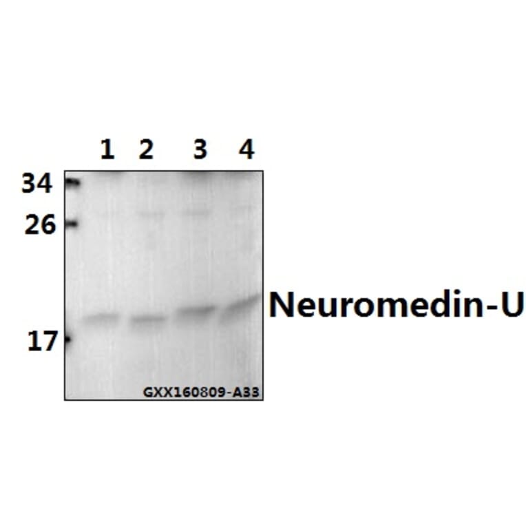 Anti-Neuromedin-U (I174) Antibody from Bioworld Technology (BS3892) - Antibodies.com