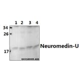 Anti-Neuromedin-U (I174) Antibody from Bioworld Technology (BS3892) - Antibodies.com