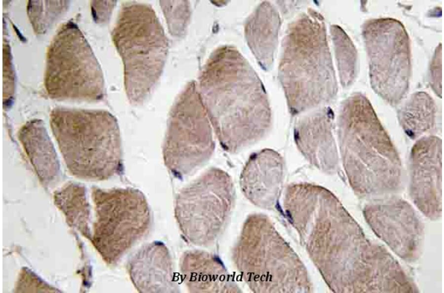 Anti-Neuromedin-U (I174) Antibody from Bioworld Technology (BS3892) - Antibodies.com