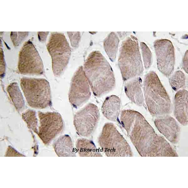 Anti-Neuromedin-U (I174) Antibody from Bioworld Technology (BS3892) - Antibodies.com