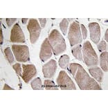 Anti-Neuromedin-U (I174) Antibody from Bioworld Technology (BS3892) - Antibodies.com