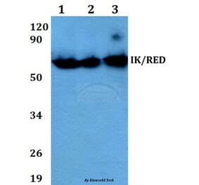 Anti-IK/RED (P555) Antibody from Bioworld Technology (BS3911) - Antibodies.com