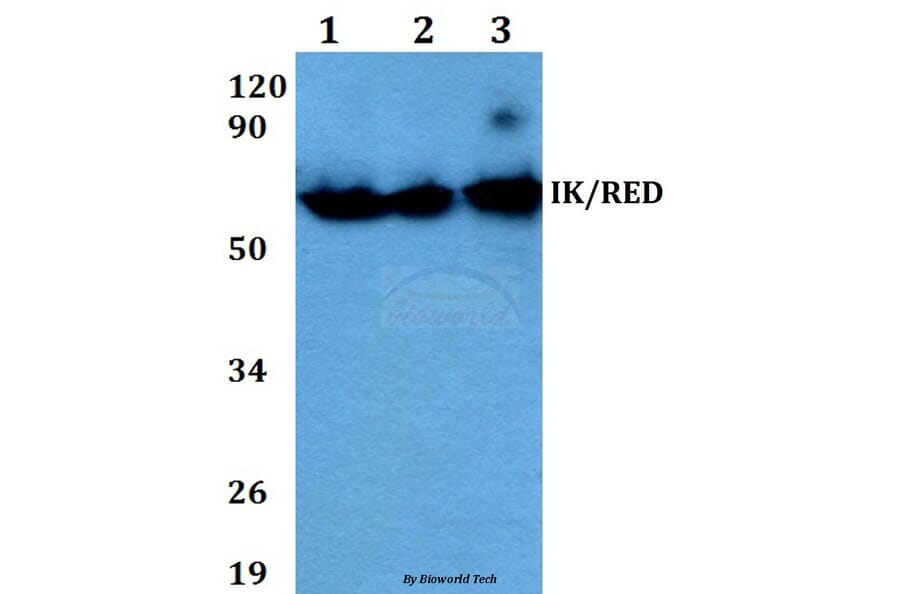 Anti-IK/RED (P555) Antibody from Bioworld Technology (BS3911) - Antibodies.com
