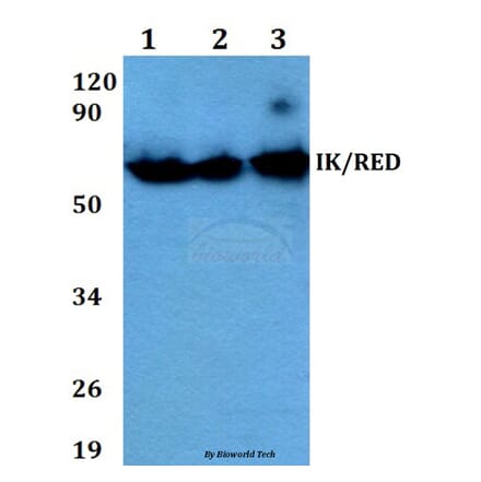 Anti-IK/RED (P555) Antibody from Bioworld Technology (BS3911) - Antibodies.com