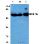 Anti-IK/RED (P555) Antibody from Bioworld Technology (BS3911) - Antibodies.com