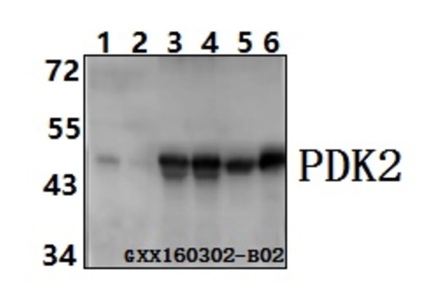 Anti-PDK2 (R291) Antibody from Bioworld Technology (BS3913) - Antibodies.com