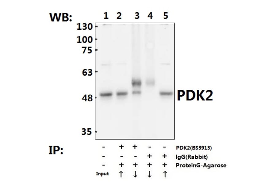 Anti-PDK2 (R291) Antibody from Bioworld Technology (BS3913) - Antibodies.com