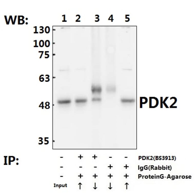 Anti-PDK2 (R291) Antibody from Bioworld Technology (BS3913) - Antibodies.com