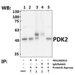 Anti-PDK2 (R291) Antibody from Bioworld Technology (BS3913) - Antibodies.com