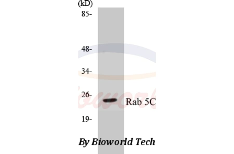 Anti-Rab 5C (A153) Antibody from Bioworld Technology (BS3919) - Antibodies.com