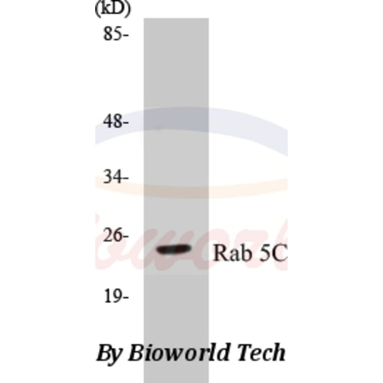 Anti-Rab 5C (A153) Antibody from Bioworld Technology (BS3919) - Antibodies.com