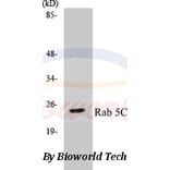 Anti-Rab 5C (A153) Antibody from Bioworld Technology (BS3919) - Antibodies.com