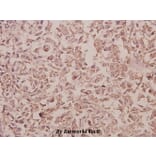 Anti-Rab 5C (A153) Antibody from Bioworld Technology (BS3919) - Antibodies.com