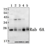 Anti-Rab 6A (K144) Antibody from Bioworld Technology (BS3920) - Antibodies.com